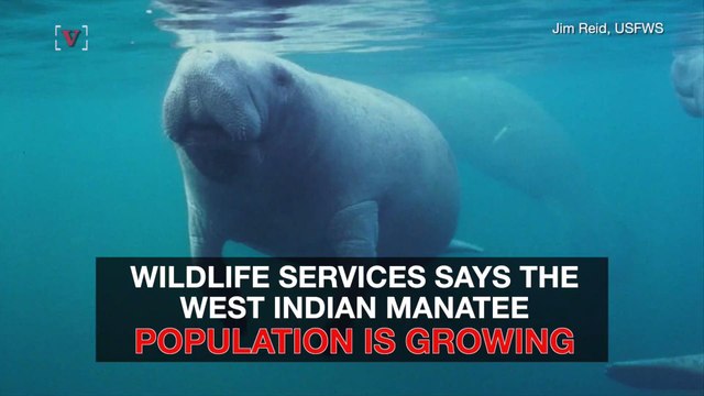 Good News! Manatees Are No Longer Endangered