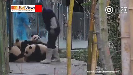 Zookeeper bliver angrebet af et bur fuld af Panda-video