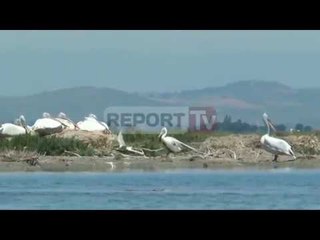 Report TV - 2017, nis numërimi i shpendëve ujorë, monitorim faunës së egër
