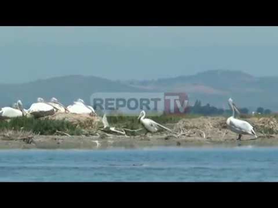 Report TV - 2017, nis numërimi i shpendëve ujorë, monitorim faunës së egër