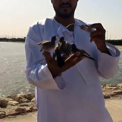 Hummingbirds