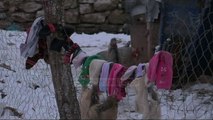 Acari në zonat e thella, banorët marrin masa - Top Channel Albania - News - Lajme