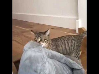 Creative Cat Redecorates Living Room