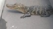 Alligator Returned to Water Through a Furniture Store