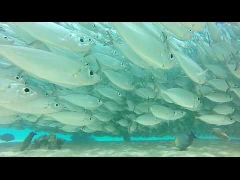Diver Swims Through Huge Fish Ball in Hawaii