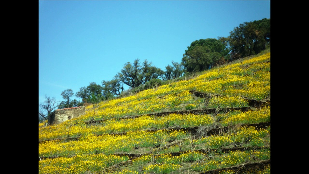Passant par le chemin des vignes