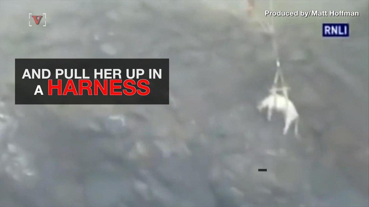 Watch Rescuers Pull a Stranded Pregnant Cow Up a Cliff