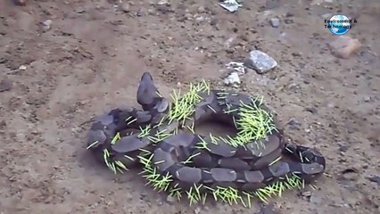 Snake Quickly Regrets Attempt To Eat Porcupine