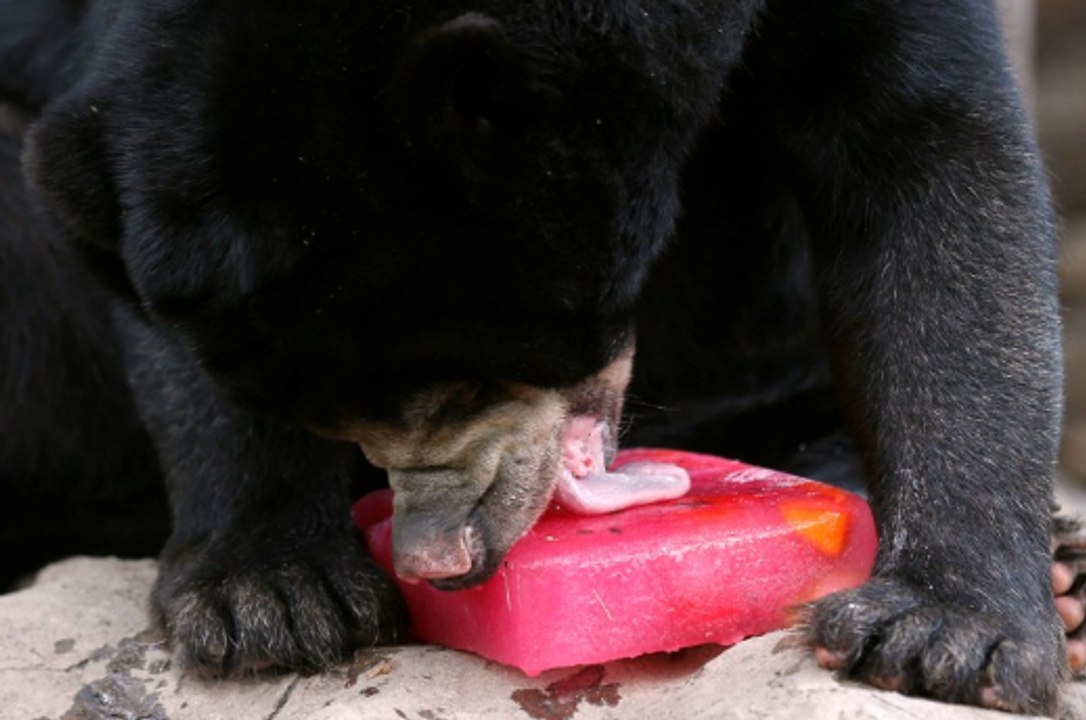 Glaces à l'eau et bains à gogo pour ces animaux...