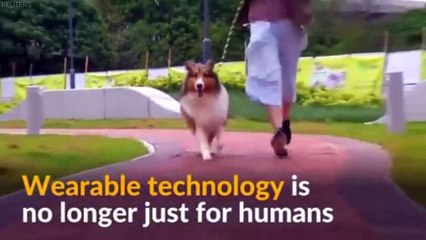 This Pet Tracker Is Helping Keep Animals Fit