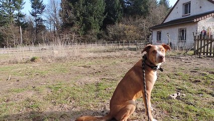 Le Rakuen promenades 2017-02 Snoopy HD