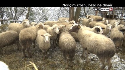 Report TV - Veri - Jug, Ndriçim Rroshi, Peza në dimër nga Agim Pipa