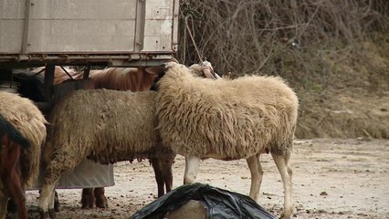 Download Video: Kontrolli ushqimor; Task forcë për thertoret e mishit - Top Channel Albania - News - Lajme