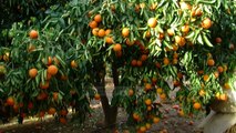 Pret pemët e portokallit, shkak bëhet çmimi i ulët - Top Channel Albania - News - Lajme