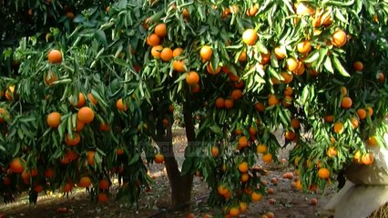 Pret pemët e portokallit, shkak bëhet çmimi i ulët - Top Channel Albania - News - Lajme