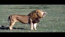 LION! WHY THE FUCK YOU LYING