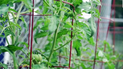 LA Galaxy and StubHub Center Unveil In-Stadium Green House, Chicken Coop and Beehive as Part of Protect the Pitch | AEG