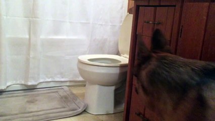 German Shepherd Takes a Potty Break