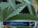 Ilang grupong nais isaligal ang marijuana para sa gamit medikal sa Pilipinas, nabuhayan