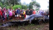 【閲覧注意】超危険生物 絶対に遭遇したくないマジでヤバイ毒を持つ危険な動物・生物！【衝撃】