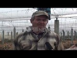 Ora News – Berat, fermerët e Urës Vajgurore kërkojnë ndihmë, u dëmtuan nga ngricat