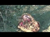 Report TV - Fushë Krujë, 200 koka derri hidhen ne lumin Ishëm
