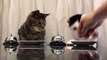 Cats ringing a bell to get treats is strangely captivating