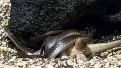 This video will make you crazy! Guaranteed , Battles between Snake and Lizard