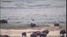 Bison vs Grizzly Bear - Wild Animal Interaction