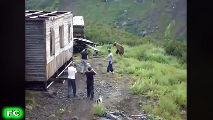 Man vs Bear Compilation ★ Crazy Close Call Videos ★  2017