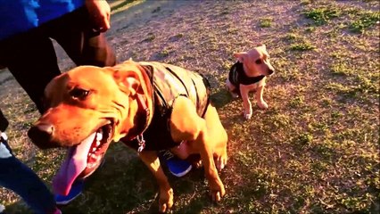 Pastor Chris Feat King - Walk (Heaven Step)