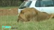 Lion attack- American tourist mauled to death at South African safari park - TomoNews