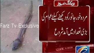 Strange Animal Found in Hayderabad Graveyard