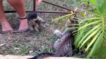 MONKEYS Vs CATS - Funny Videos of Animal Compilation