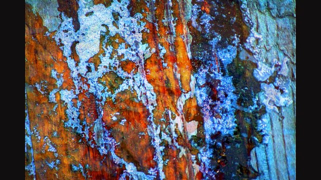 Petites chroniques loufoques des tribulations de Balbize en Romancie - Les fleurs du temps