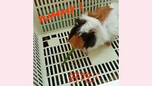guinea pig