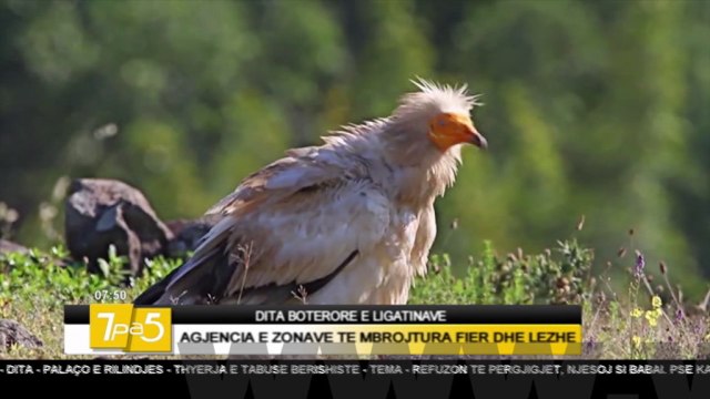 7pa5 - Dita boterore e ligatinave - 2 Shkurt 2017 - Show - Vizion Plus