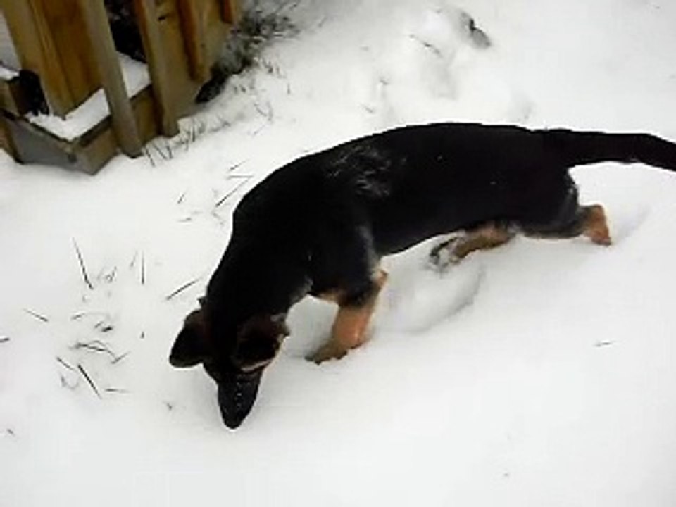 German Shepherd plays in the snow for the first time