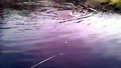 Hund bemerkt, dass Katze im Wasser ertrinkt, was er als nächstes tut ist unglaublich ... Schau es dir einfach an, WOW.