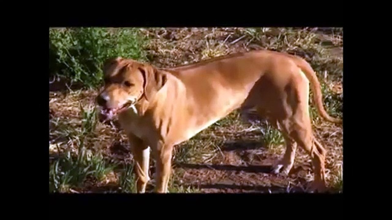 Dogs 101 - Rhodesian Ridgeback