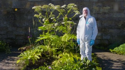 Rreth 100 bimë helmuese në “kopshtin e helmit”