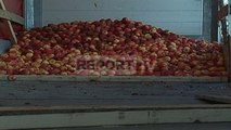 Report TV - Mollët e Korçës mbeten stok,fermerët: Importi nga Kosova po na falimenton