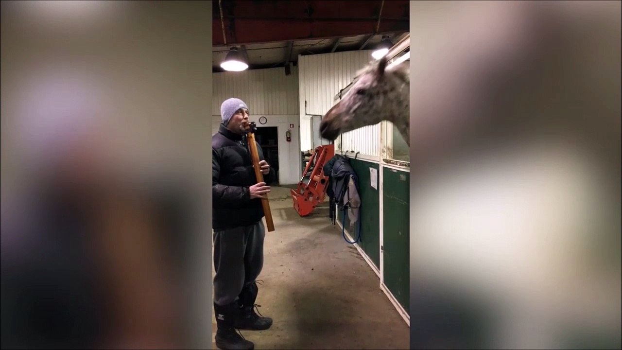 Ce cheval est vraiment fan de cet instrument de musique