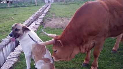 Une vache fait un massage à un chien... On aura tout vu