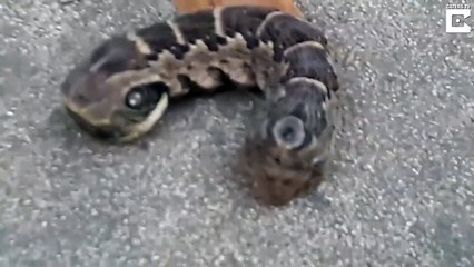 Cet animal est vraiment très bizarre...