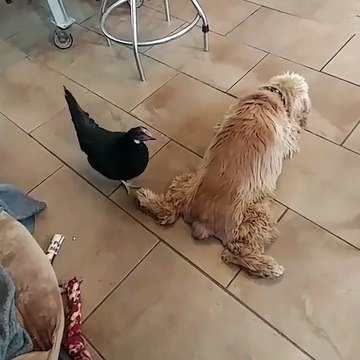 Cette poule vient emmerdé ce pauvre chien qui dort... Trop marrant