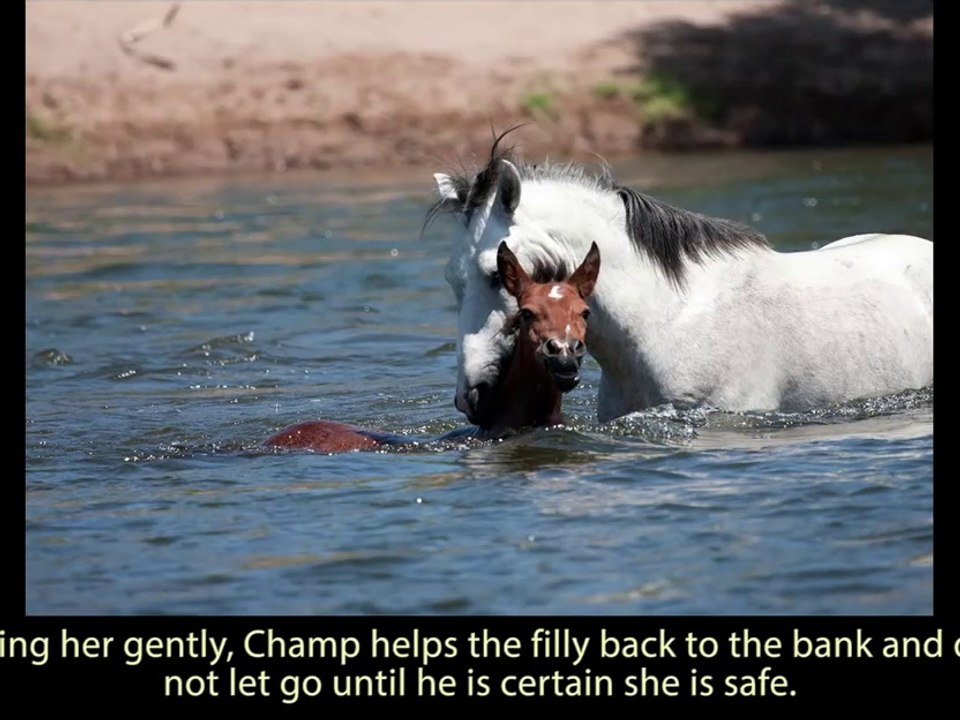Ces chevaux sautent à l'eau pour venir en aide à l'un des leurs qui se noie