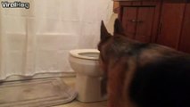 Ce chien fait pipi dans la cuvette des toilettes... Propre le berger allemand