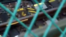 (観覧注意　猫と衝突事故、緊急停車) EF65-2127牽引貨物列車　熱田駅付近