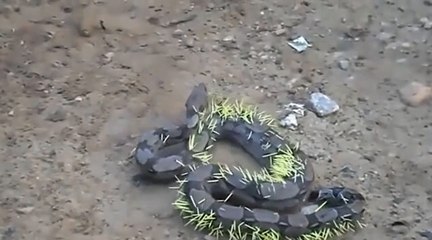 Un serpent a tenté d'avaler un porc-épic.